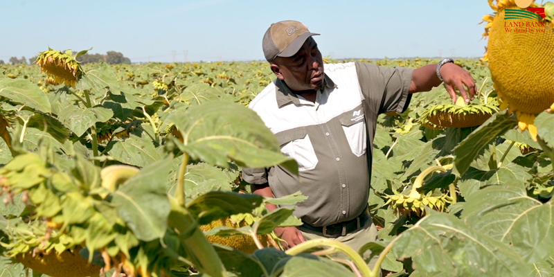 Sefale Petrus Letsitsa Farm.jpg